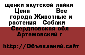 щенки якутской лайки › Цена ­ 15 000 - Все города Животные и растения » Собаки   . Свердловская обл.,Артемовский г.